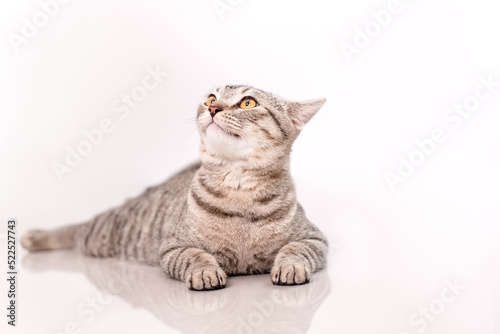 Cute tabby cat lying and looking on white background.