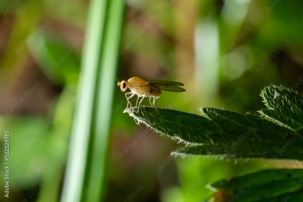 Closeup on the the yellow or golden dung fly, Scathophaga stercoraria sitting on a green leaf Closeup on the the yellow or golden dung fly, Scathophaga stercoraria sitting on a green leaf