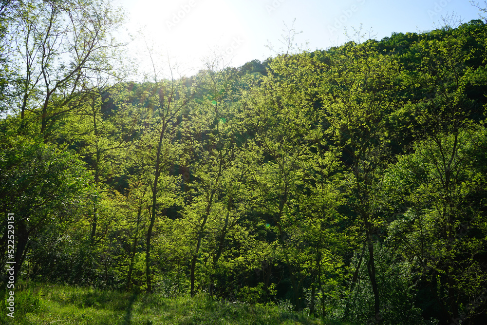 Spring green forest. Sunny morning.