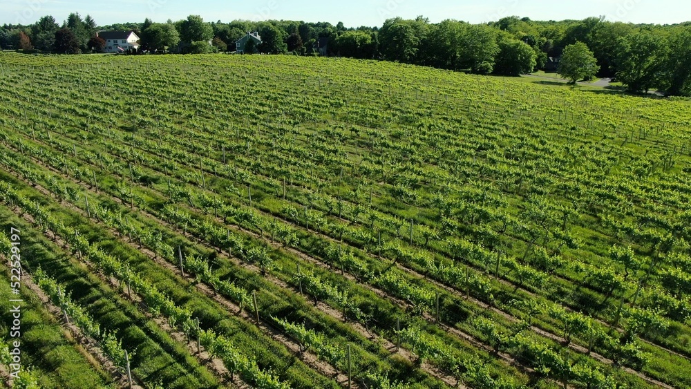 Vineyard growing grapes for wine in New York State