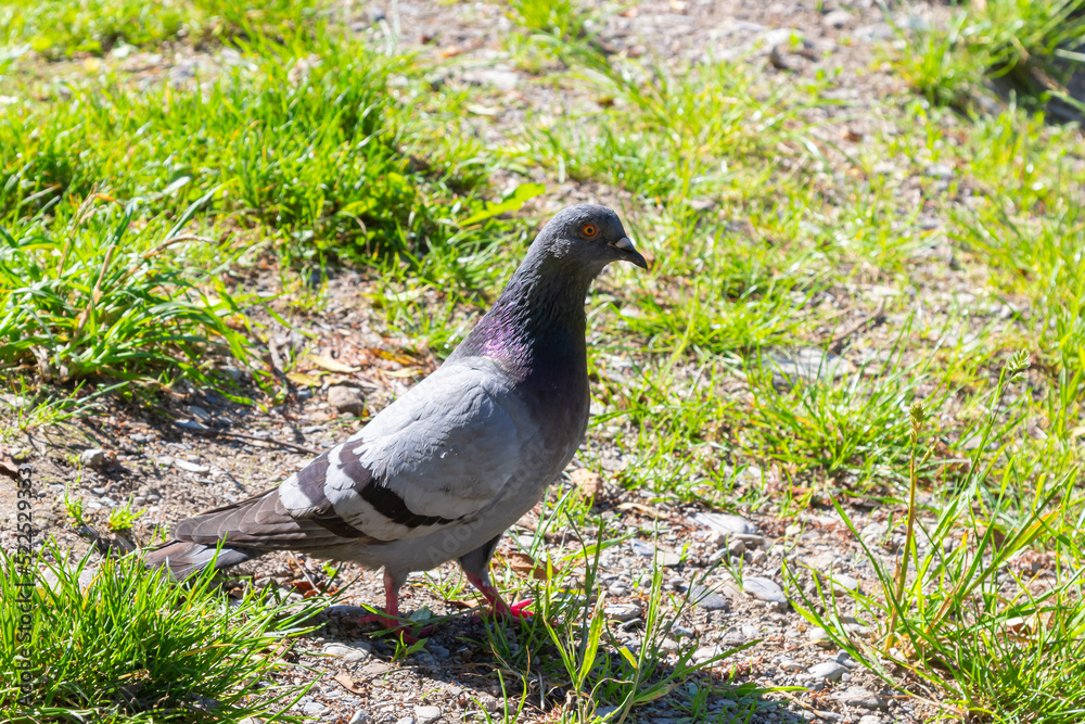Pigeon on grass. Poultry and plants. City pigeon in park. One bird Pigeon on grass. Poultry and plants. City pigeon in park. One bird