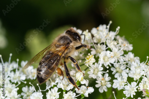 Closeup of a bee collecting nectar from the white blossoms of bishopsweed, Aegopodium podagraria photo