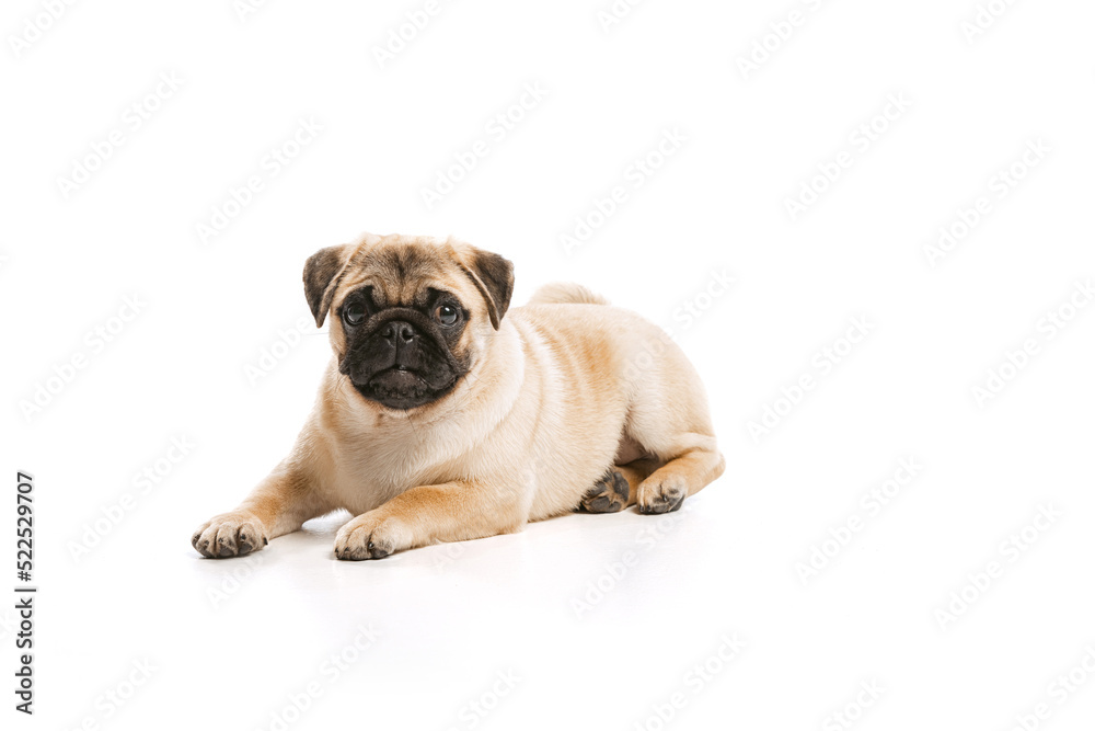 Studio shot of beautiful, purebred dog, pug, calmly lying, posing isolated over white background