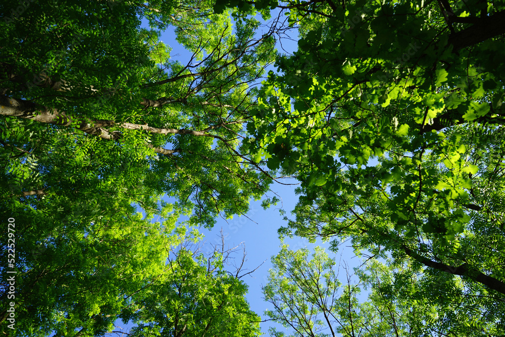 Fototapeta premium Tops of green trees and blue cloudy sky on a sunny day