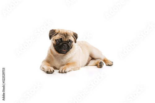 Studio shot of cute purebred dog, pug, posing isolated over white background. Calmly lying on floor