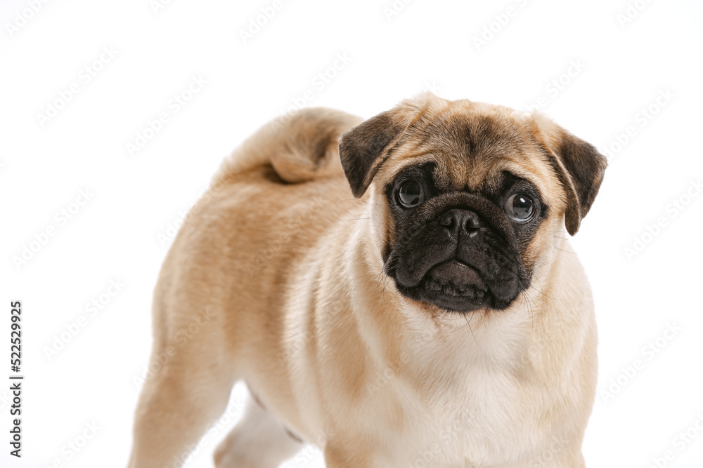 Studio shot of beautiful, purebred dog, pug, posing isolated over white background. Attentive look