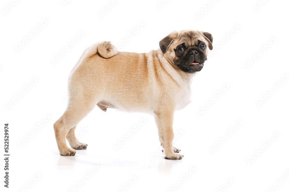 Studio shot of cute purebred dog, pug, posing with smile isolated over white background