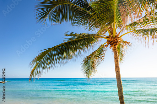 Idyllic caribbean beach with palm tree at sunset in Aruba, Dutch Antilles