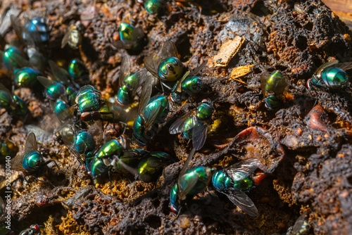 Green bottle Flies feeding on dung in an English field photo