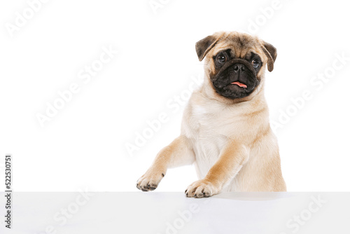 Studio shot of purebred dog, pug, posing with sticking ot tongue isolated over white background. Leaning on box © Lustre