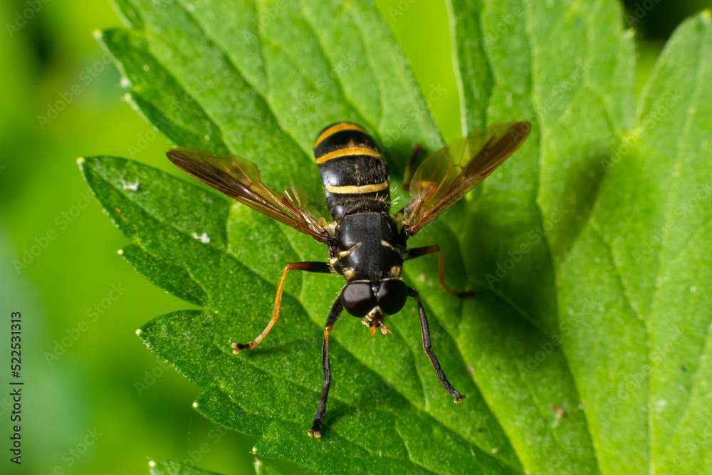 A Yellow-haired Falsehorn is resting on a green leaf. in the summer forest, sunny day. In the natural environment A Yellow-haired Falsehorn is resting on a green leaf. in the summer forest, sunny day. In the natural environment