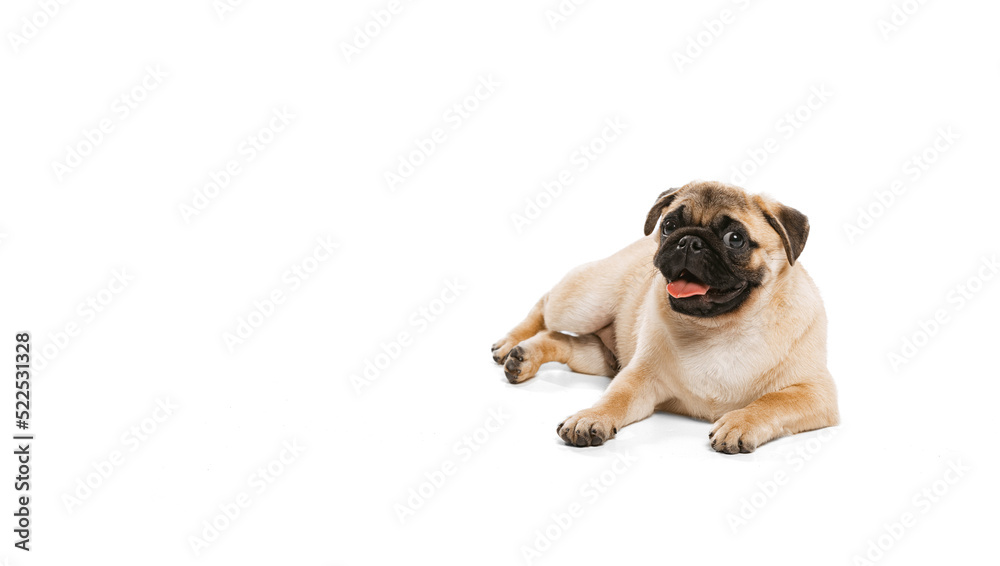 Studio shot of cheerful purebred dog, pug, posing, lying on floor isolated over white background