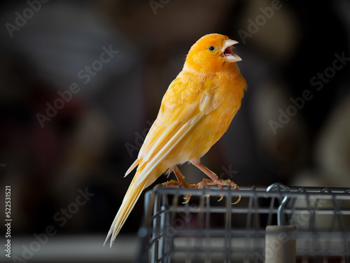 Kanarienvogel auf seinem Käfig beim Singen photo