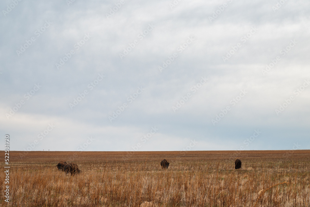 A herd of bison roaming the Great Salt Lake of Utah A herd of bison roaming the Great Salt Lake of Utah