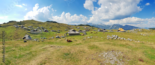 Herdsmens huts and cows on the Big Mountain Plateau in Slovenia in the Kamnik Savinja Alps photo