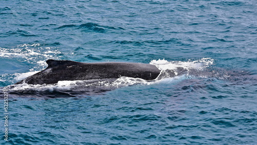 Southern humpback whale-Megaptera novaeangliae australis in Moreton Bay. Brisbane-Australia-124