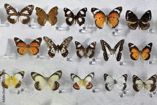 Set of pinned butterflies displayed in a specimen drawer. Darwin-Australia-141 photo