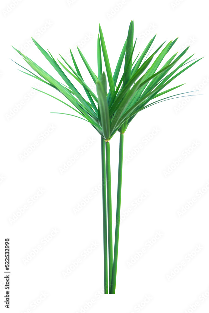 Obraz premium Umbrella plant, Papyrus, Cyperus alternifolius L. Isolated on white backgrund. with clipping path.