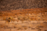 Kalahari Lion (Panthera leo) 5119