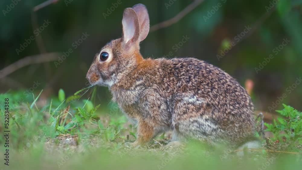 Grey small hare eating grass on summer field. Wild rabbit in nature Grey small hare eating grass on summer field. Wild rabbit in nature