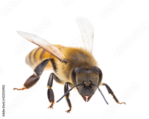 insects of europe - bees: side view macro of european honey bee ( Apis mellifera) isolated on white background - head to the viewer