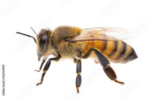 insects of europe - bees: side view macro of european honey bee ( Apis mellifera) isolated on white background - left to right
