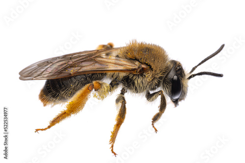 insects of europe - bees  side view with wings of female Andrena haemorrhoa  german Rotschopfige Sandbiene   isolated on white background