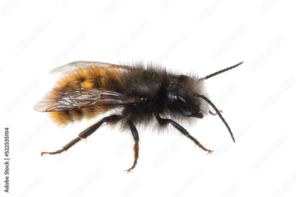 insects of europe - bees: side view macro of male Osmia cornuta European orchard bee (german Gehörnte Mauerbiene) isolated on white background insects of europe - bees: side view macro of male Osmia cornuta European orchard bee (german Gehörnte Mauerbiene) isolated on white background