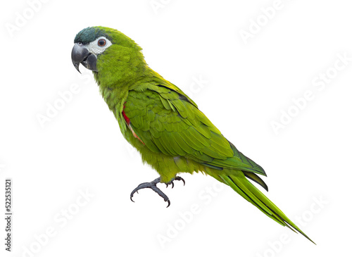 Hahn's macaw or red shouldered green parrot isolated on white background native to South America and Brazil for graphic design usage
