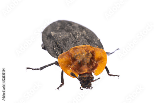 insects of europe - beetles: front view of red-breasted carrion beetle ( Oiceoptoma thoracicum german Rothalsige Silphe )  isolated on white background photo