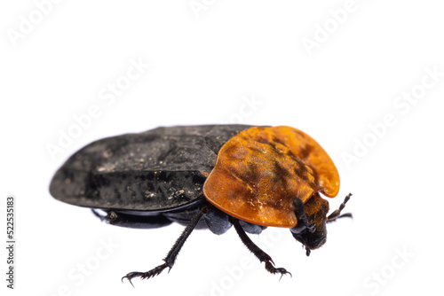 insects of europe - beetles: side view macro of red-breasted carrion beetle ( Oiceoptoma thoracicum german Rothalsige Silphe )  isolated on white background photo