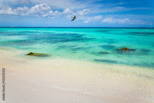 Pelican flying over idyllic caribbean beach in Aruba, Dutch Antilles