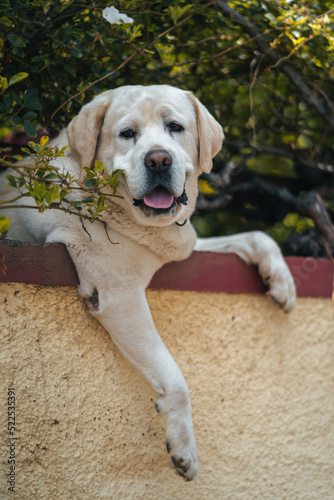 Relaxed golden retriever hanging over the wall. High quality photo