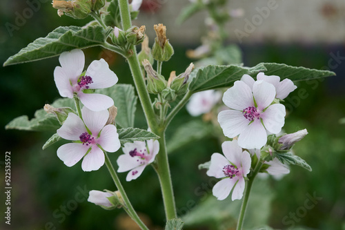 Wild flower Althaea officinalis in the garden.