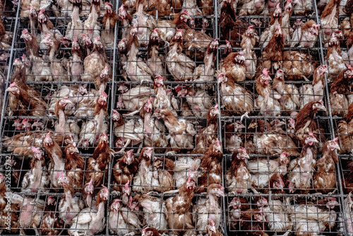 Hens, chickens and eggs in the cages of an industrial farm. Multi-level production conveyor line for the production of chicken eggs. Poultry farm.