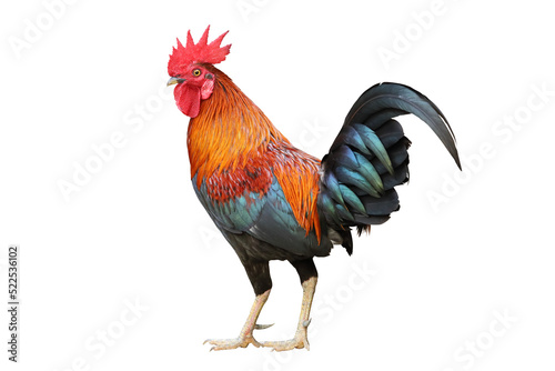Photo Colorful free range male rooster isolated on white background
