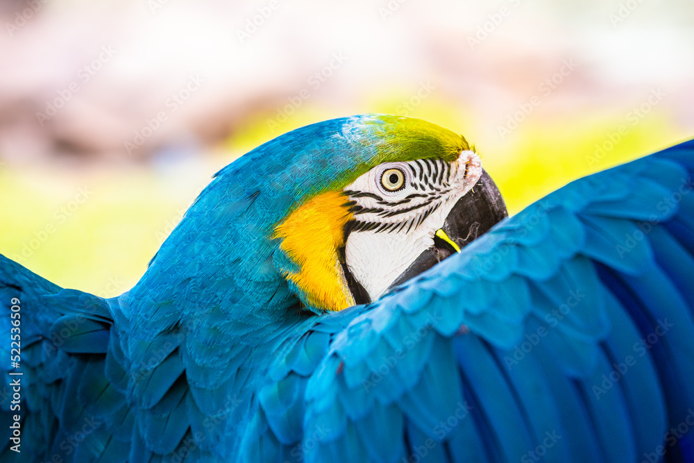 Blue and yellow macaw parrot with open wings in Iguazu national park, Brazil