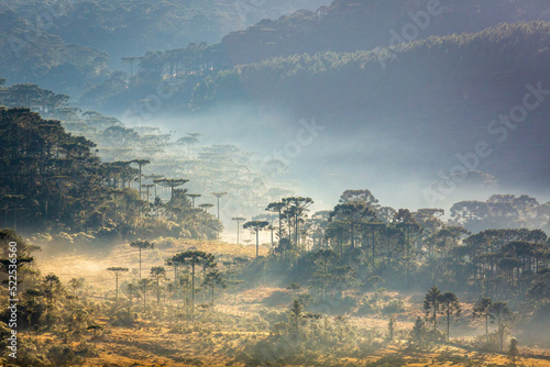 Araucaria conifer woodland in Santa Catarina state at dawn, southern Brazil