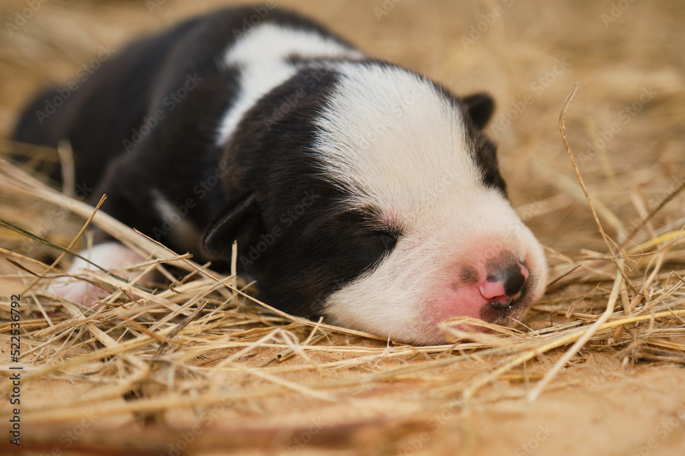 A tiny Alaskan husky from kennel of northern sled dogs sleeps lying on hay. The mongrel puppy was recently born, eyes still closed.Newborn black and white puppy with pink nose portrait close up. A tiny Alaskan husky from kennel of northern sled dogs sleeps lying on hay. The mongrel puppy was recently born, eyes still closed.Newborn black and white puppy with pink nose portrait close up.