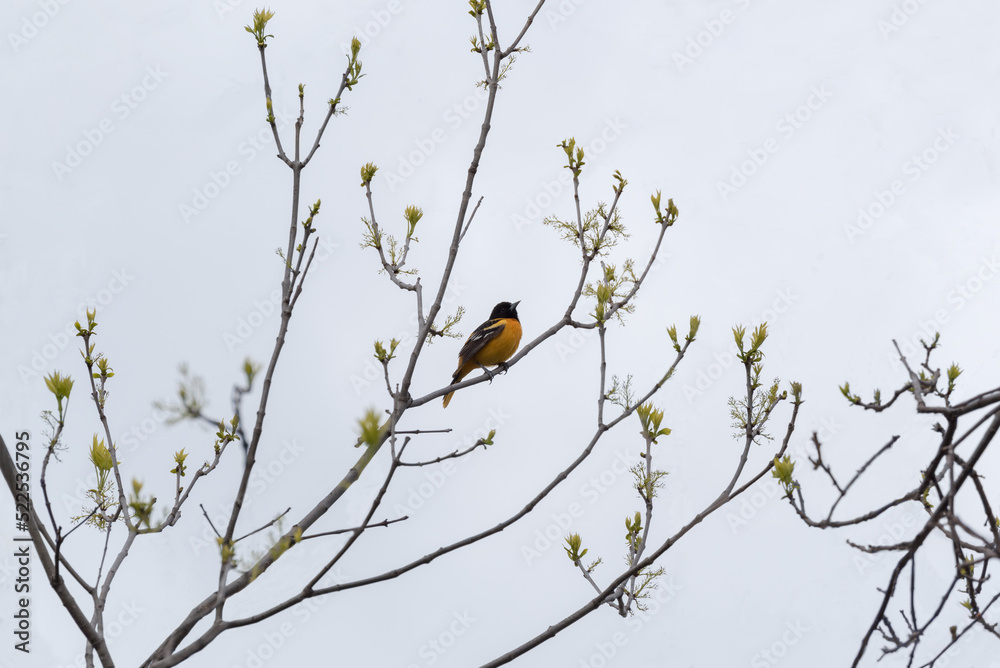 Baltimore Oriole Perched On A Tree Branch Baltimore Oriole Perched On A Tree Branch