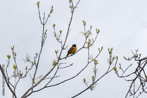 Baltimore Oriole Perched On A Tree Branch