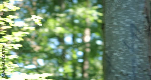 Whip Swish Panning Shot In The Forest. Daytime, fast movement, no people