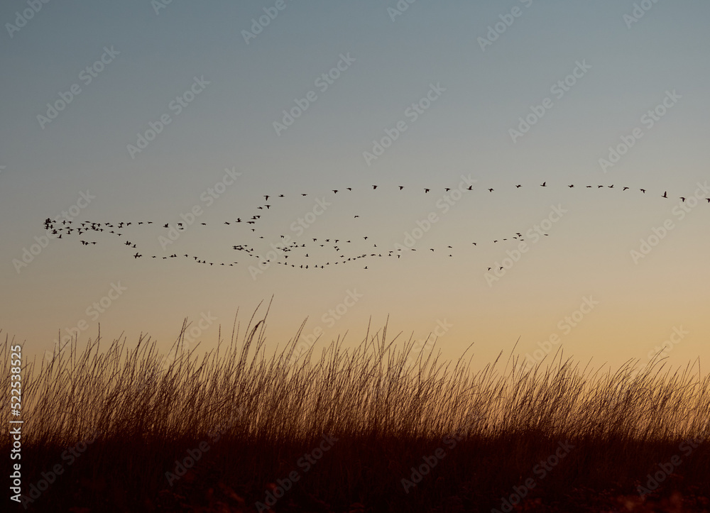 Obraz premium A flock cormorants flying during sunrise on Kinburn Spit, Mykolaiv Oblast, Ukraine.
