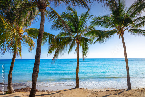 Tropical paradise  caribbean beach with palm trees  Montego Bay  Jamaica