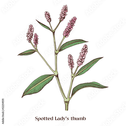 Ladys thumb. Botanical plant illustration.