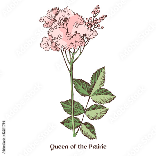 Queen of the Prairie flowers. Medicinal plant
