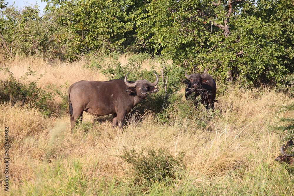 Kaffernbüffel / African buffalo / Syncerus caffer Kaffernbüffel / African buffalo / Syncerus caffer