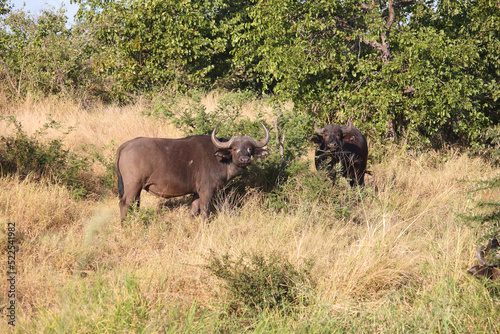 Kaffernbüffel / African buffalo / Syncerus caffer