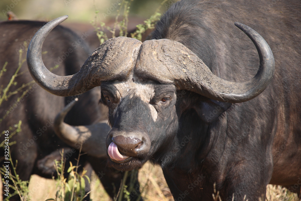 Fototapeta premium Kaffernbüffel / African buffalo / Syncerus caffer