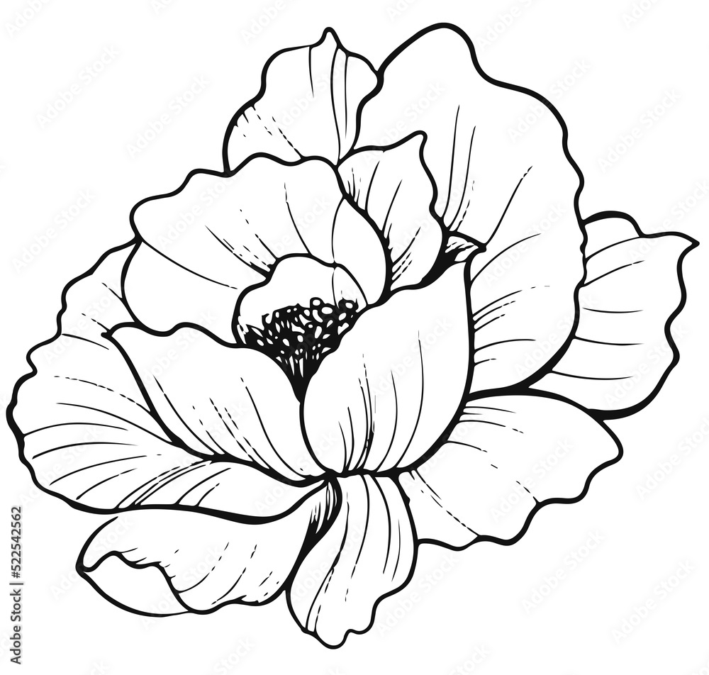 Sketch of flower element. hand-drawings monochrome.
